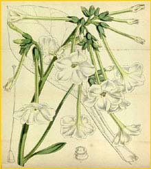   ( Nicotiana fragrans ) Curtis's Botanical Magazine
