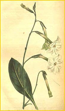   ( Nicotiana suaveolens ) Curtis's Botanical Magazine