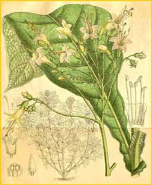   ( Nicotiana tomentosa ) Curtis's Botanical Magazine