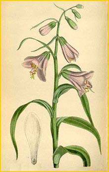    ( Notholirion macrophyllum  ) Curtis's Botanical Magazine