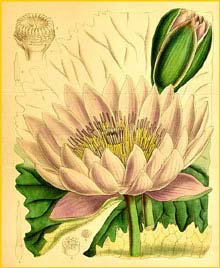   ( Nymphaea capensis )  Curtis's Botanical Magazine 1885