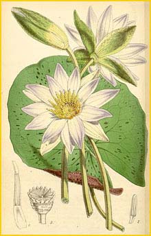   ( Nymphaea elegans )  Curtis's Botanical Magazine 1851
