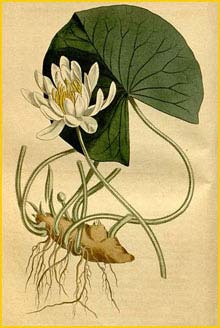    ( Nymphaea odorata )  Curtis's Botanical Magazine 1814