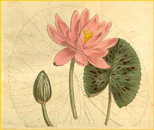   ( Nymphaea pubescens )  Curtis's Botanical Magazine 1811