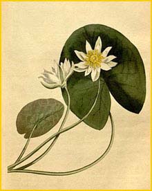  ( Nymphaea pygmaea )  Curtis's Botanical Magazine 1813