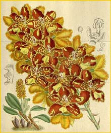   ( Odontoglossum chiriquense )  Curtis's Botanical Magazine