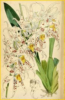   ( Odontoglossum cirrhosum )  Curtis's Botanical Magazine