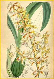   ( Odontoglossum constrictum )  Curtis's Botanical Magazine