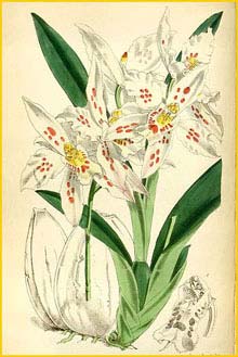   ( Odontoglossum crispum )  Curtis's Botanical Magazine 1868