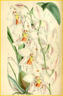   ( Odontoglossum crispum )  Curtis's Botanical Magazine 1868