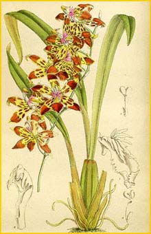   ( Odontoglossum cristatum )  Curtis's Botanical Magazine