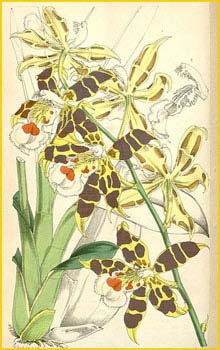   ( Odontoglossum hallii )  Curtis's Botanical Magazine