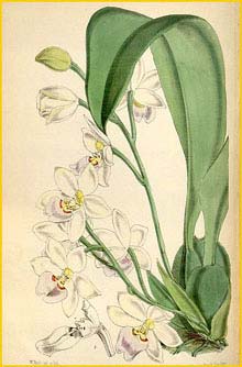   ( Odontoglossum krameri )  Curtis's Botanical Magazine