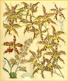  ( Odontoglossum leeanum )  Curtis's Botanical Magazine 1907