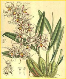  ( Odontoglossum naevium )  Curtis's Botanical Magazine 1906
