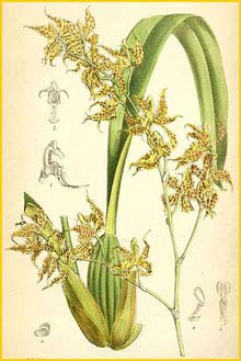   ( Odontoglossum odoratum )  Curtis's Botanical Magazine 