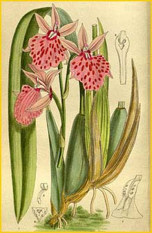   ( Odontoglossum platycheilum )  Curtis's Botanical Magazine