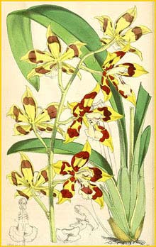    ( Odontoglossum praenitens )  Curtis's Botanical Magazine