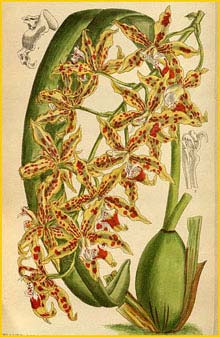    ( Odontoglossum praevisum )  Curtis's Botanical Magazine
