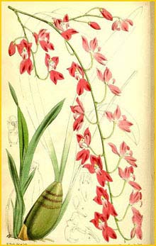   - ( Odontoglossum sanguineum )  Curtis's Botanical Magazine 1867