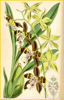   ( Odontoglossum tripudians )  Curtis's Botanical Magazine 