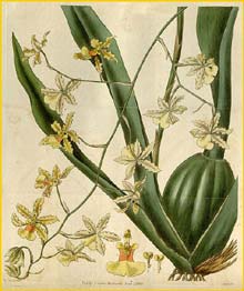   ( Oncidium altissimum ) Curtis's Botanical Magazine 1830
