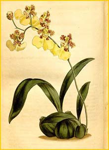   ( Oncidium bifolium ) Curtis's Botanical Magazine 
