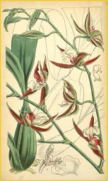   ( Oncidium cariniferum ) Curtis's Botanical Magazine 1856