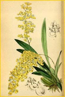   ( Oncidium cheirophorum ) Curtis's Botanical Magazine 