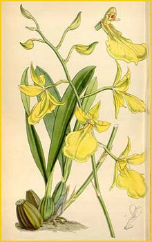    ( Oncidium concolor ) Curtis's Botanical Magazine  1849