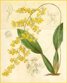    ( Oncidium cornigerum ) Curtis's Botanical Magazine  