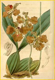    ( Oncidium crispum ) Curtis's Botanical Magazine 