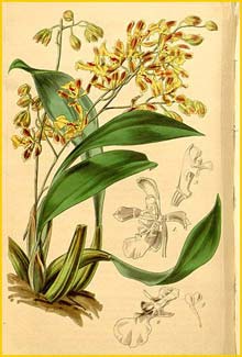    ( Oncidium cruciatum ) Curtis's Botanical Magazine 1842