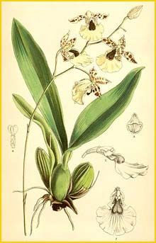    ( Oncidium dasystyle ) Curtis's Botanical Magazine 1880