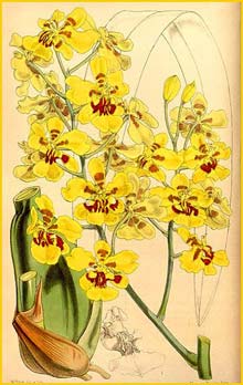    ( Oncidium excavatum ) Curtis's Botanical Magazine 