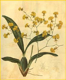    ( Oncidium flexuosum ) Curtis's Botanical Magazine 1821