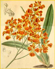    ( Oncidium forbesii ) Curtis's Botanical Magazine 1839