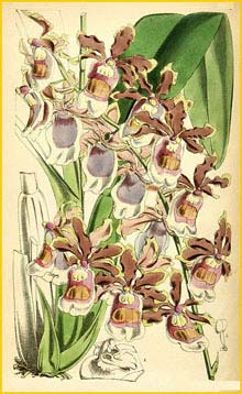    ( Oncidium fuscatum ) Curtis's Botanical Magazine 1870