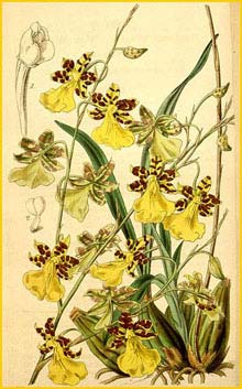    ( Oncidium graminifolium ) Curtis's Botanical Magazine 1841