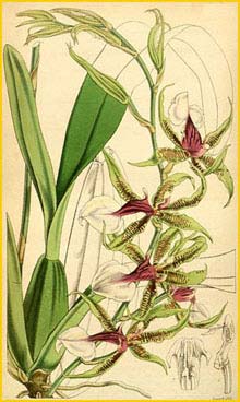    ( Oncidium hastilabium ) Curtis's Botanical Magazine 1846