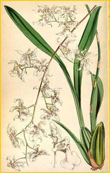   ( Oncidium incurvum ) Curtis's Botanical Magazine 1854