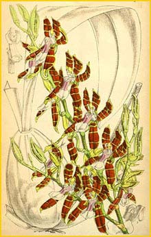   ( Oncidium laeve ) Curtis's Botanical Magazine 1876
