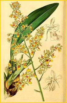   ( Oncidium longicornu ) Curtis's Botanical Magazine 1842
