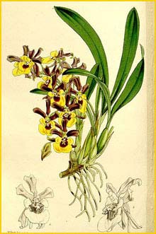   ( Oncidium longipes ) Curtis's Botanical Magazine 1860
