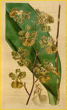  - ( Oncidium luridum ) Curtis's Botanical Magazine 1837