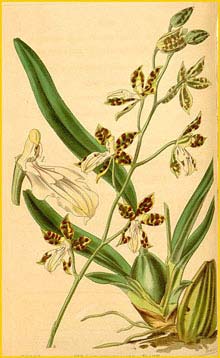   ( Oncidium maculatum ) Curtis's Botanical Magazine 1842