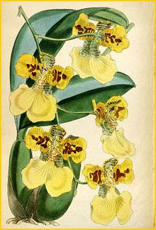   ( Oncidium marshallianum ) Curtis's Botanical Magazine