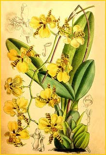  ( Oncidium micropogon ) Curtis's Botanical Magazine
