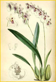   ( Oncidium nubigenum ) Curtis's Botanical Magazine 1868
