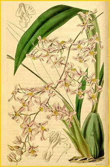   ( Oncidium ornithorhynchum ) Curtis's Botanical Magazine 1842